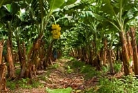 bananu plantacijos 17531