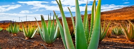 fuerteventura kaktusas 9556