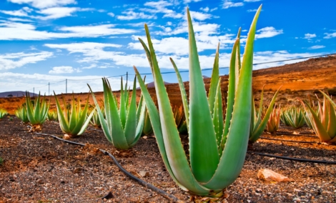 fuerteventura kaktusas 1821