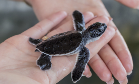 vėžliukas kosgoda