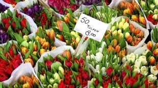 amsterdamas geles 6488