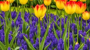 Keukenhof, gėlės