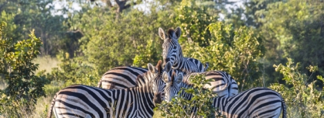 serengeti zebrai 11540