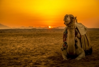 Hurgada kupranugaris 3148