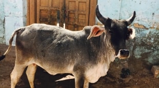 indija karve 8470