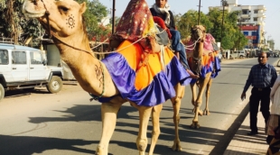 Indija kupranugariai