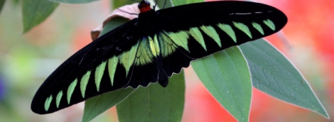 Cameron Highlands Butterfly Farm
