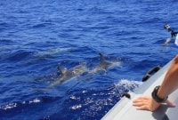 Išvyka laivu ir delfinų stebėjimas madeira