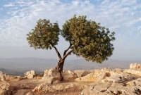 israel tree