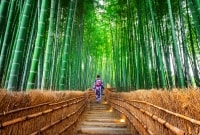 bambuku miskas japonija