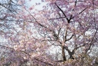 Shinjuku Gyoen sakura