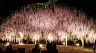 ashikaga parkas 17164