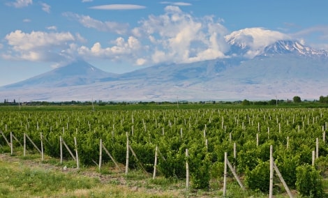 vynuogynas armenija