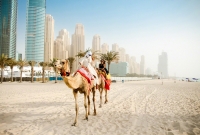 dubai camel 2653