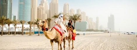 dubai camel 2653