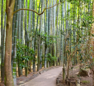 takas link hokokuji sventyklos bambuku miske