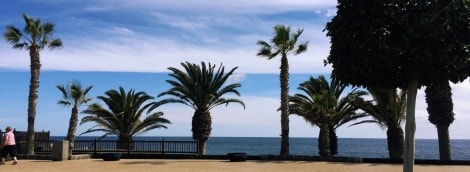 Lansarotė palmės