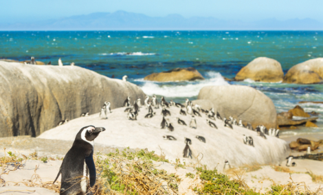Boulders Beach