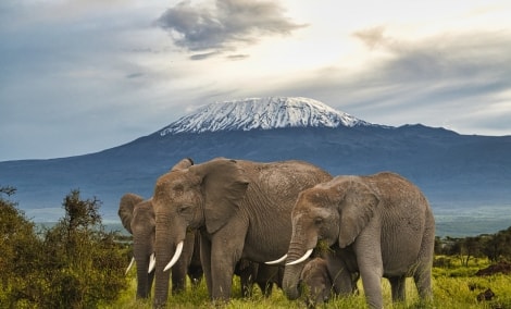 amboseli nacionalinis parkas