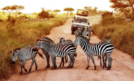 kenija safaris 16554