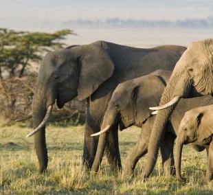 masai mara 1