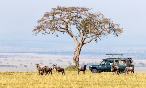 masai mara