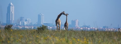 nairobis safaris