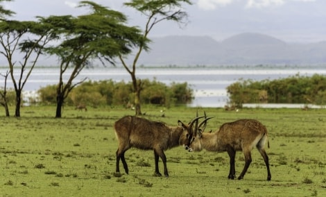 naivasha crescent sala