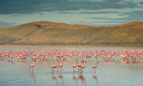 nakuru flamingai