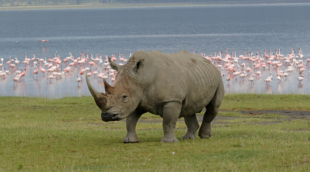 nakuru raganosis