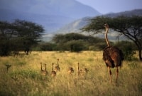 tsavo parkas kenija