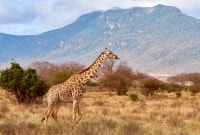 safari tsavo parkas