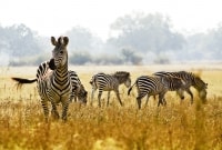 zebrai kenija
