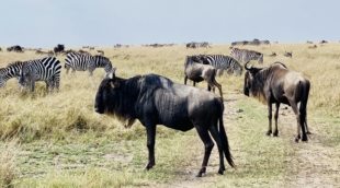 image00011