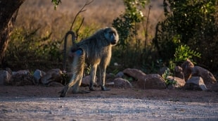 taita hills safari