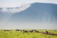 ngorongoro parkas 16978