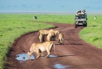 liutai safaris afrika