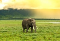 Ngorongoro dramblys