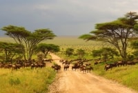 masai mara gamta kelias 16953