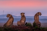 masai mara leopardai 16958