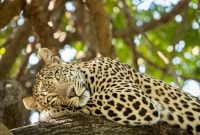 masai mara leopardas 16956