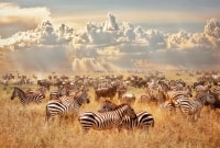 masai mara rezervatas gyvunai 16957