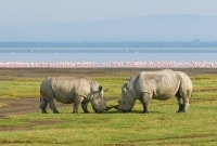 lake nakuru raganosiai 16961