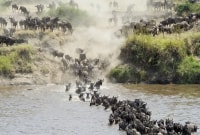 serengeti safaris migracija 16973