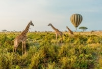 serengeti safaris zirafos 16971