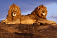 african lions masai mara kenya