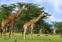 giraffe