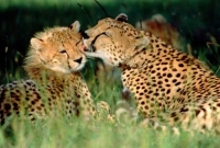 grooming cheetahs kenya