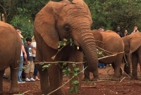 Elephant orphanage 2