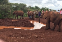 Elephant orphanage